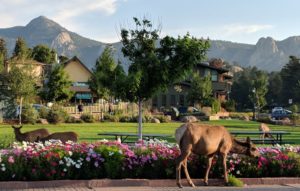 An elk stands in own in Estes Park